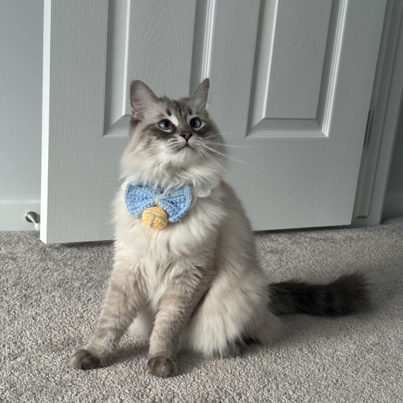 Dog&Cat Handmade Wool Bib-Blue