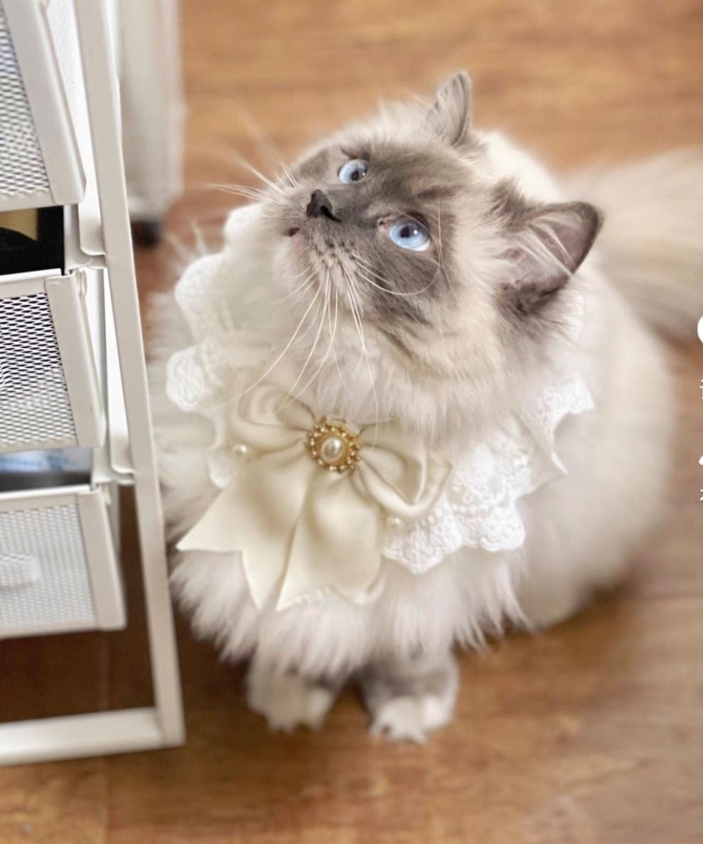 Cat&Dog Cute Lace Peal Bib-Cream White Pearl